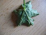 feuille de Géranium.JPG
