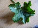 feuille geranium.JPG