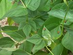 Coccinelles versus Pucerons noirs