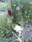 fleurs d'ail élèphant.jpg