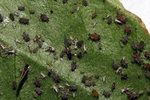 IMG_0010insectes-piment.jpg