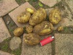 La récolte d'un plant de nicola