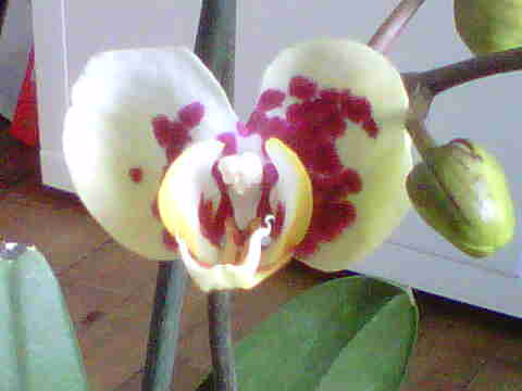 floraison de mon phal en ce moment