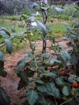 Tomates le 07-06-2008 001.jpg