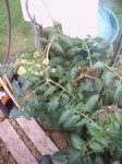 Tomates le 07-06-2008 002.jpg