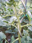 Tomates le 07-06-2008 005.jpg