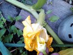 fleur pollinisée main.jpg