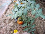 Tomates le 07-06-2008 006.jpg