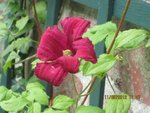 2012-06-11 clem. mur terrasse x.jpg