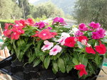 10Vincas