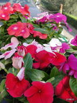 De plus pres la fleur et la feuille du Vinci!<br />je n'ai pas de phlox  !!donc ????