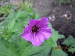 2012-06-11 geranium  (8)x.jpg