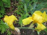 2012-06-11 iris mas. dte x.jpg