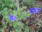 2012-06-11 johnson bleu x.jpg
