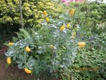 2012-06-13 cytise ananas x.jpg