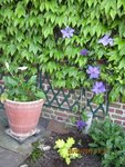 2012-05-16 clematite x.jpg