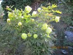 2012-05-16 piv. x.jpg
