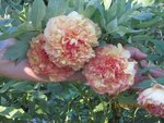 2012-05-26 pivoines x.jpg