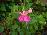 fuchsia garden news.JPG