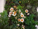 gazania de l'année dernière.JPG