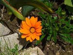 gazania de l'année.JPG