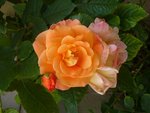rose westerland.JPG