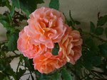 bouquet westerland.JPG