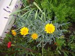 cousin gazania.JPG