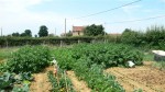 Les patates, avec un p'ti bout des haricots, petits pois, choux, fraisiers