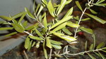 DSC02133 b.jpg