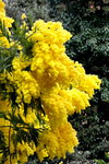 Une brassée de mimosas en remerciement!<br />on en trouve encore,bien a l'abri!!