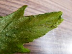 feuille tomate 1.jpg