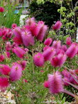 Callistemon!