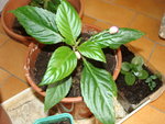 DSC02565.JPG
