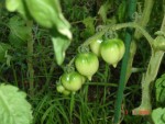 DSC04381.JPG
