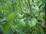 DSC04383.JPG