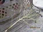 2012-06-23 fin du cameliax.jpg