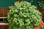 P1050669-1.jpg