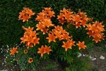 P1050610-1.jpg