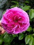 roseee.jpg