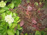 2012-06-24 crimson curl x.jpg