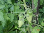 DSC04395.JPG