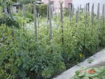 DSC04399.JPG
