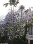 Un jacaranda ,pour le plaisir!