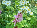 Camomille et gaura