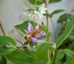 Tricyrtis