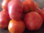 Tomates :saison 2011