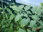 DSC04406.JPG