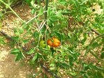 bloody butcher pas tta fait mure sur la photo mais qui a ete croquer par la grande alors que j etais au boulot un ou deux jours plus tard. quand j ai demande ou etait la tomate sa reponse a ete &quot;elle etait bonne&quot;