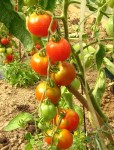tomate stupice